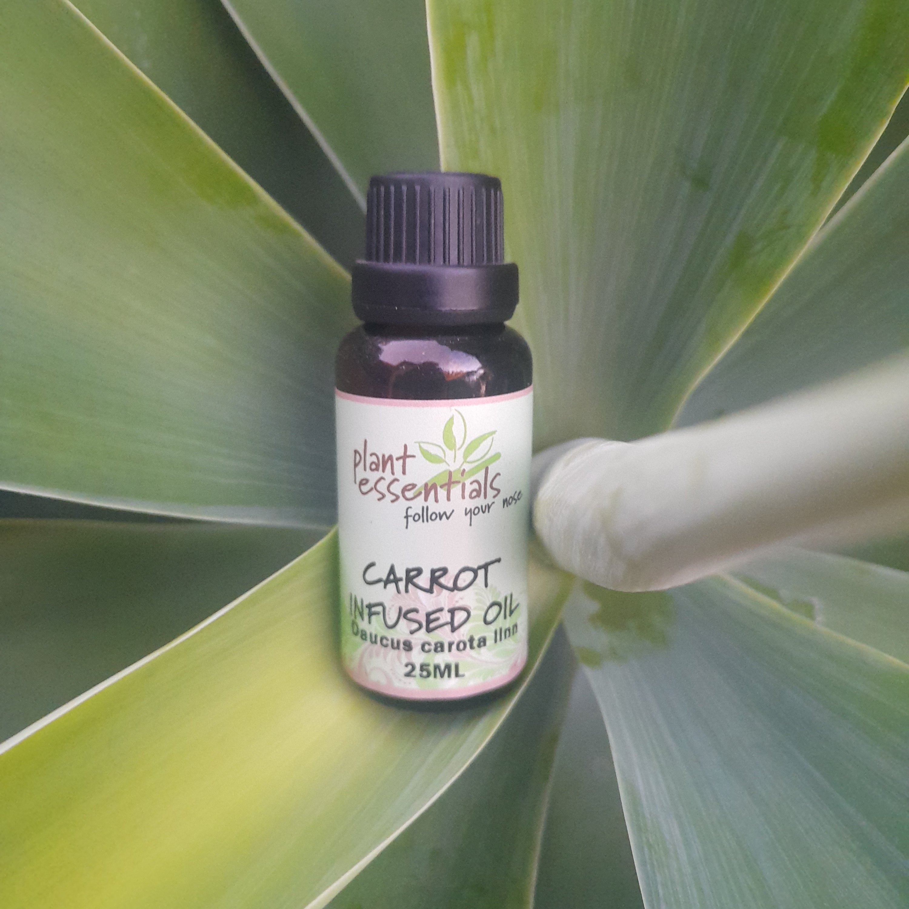 Carrot Infused Oil 30ml