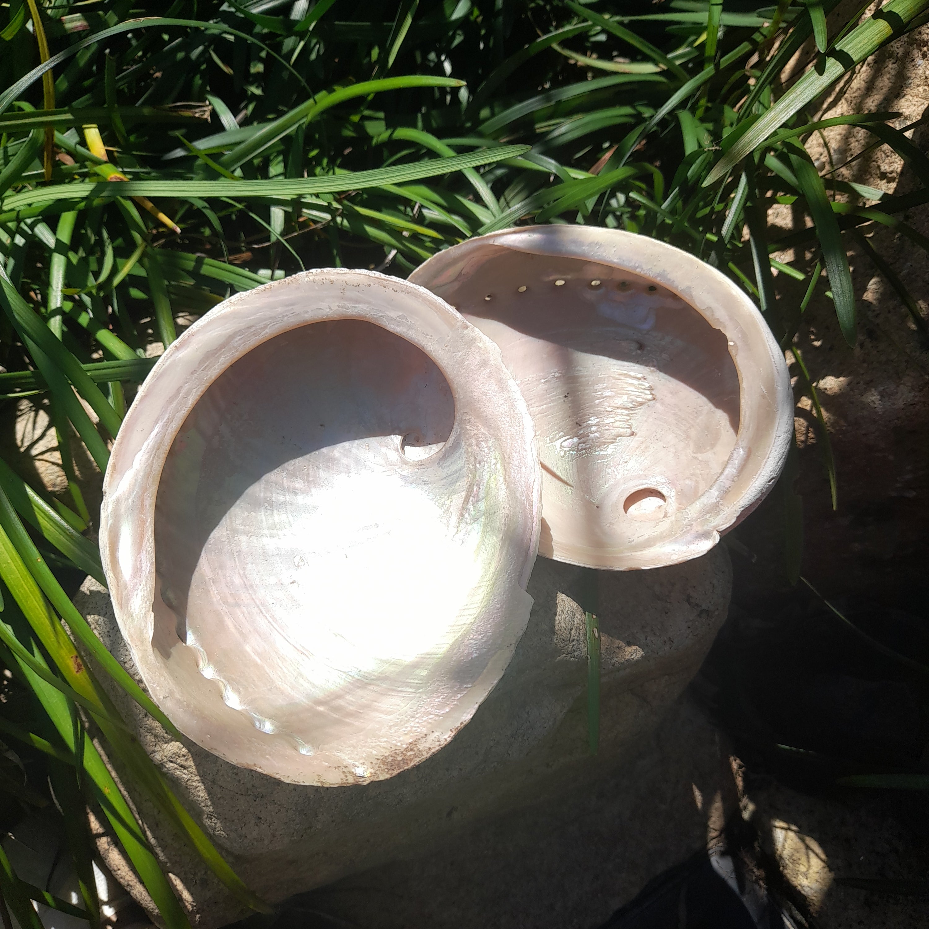Abalone Shell ~ Australian