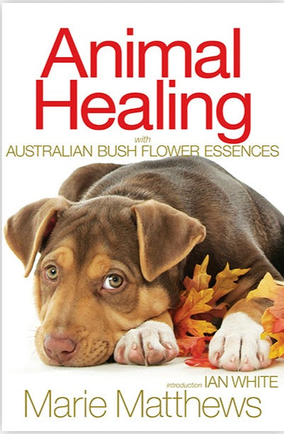 Animal Healing ~ Ian White