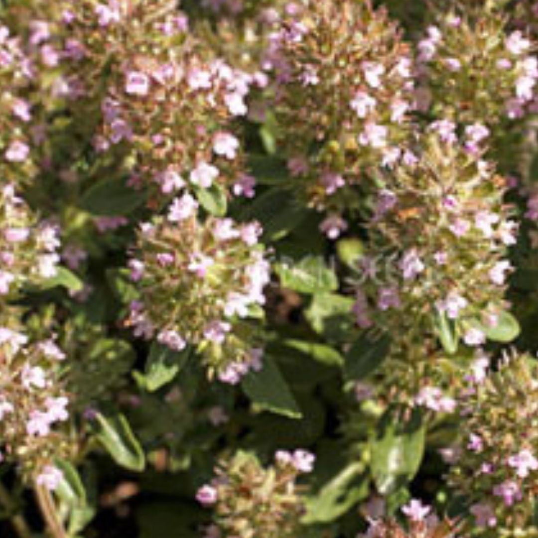 Wild Thyme ~ Seed packet, Eden Seeds Media 1 of 1