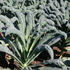 Kale, Nero do Toscana ~ Seed packet, Eden Seeds