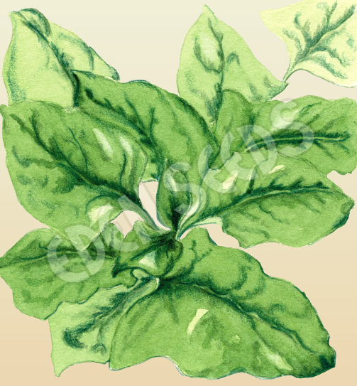 Spinach, English ~ Seed packet, Eden Seeds