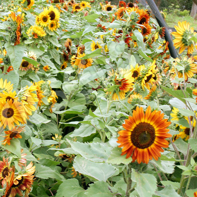 Sunflower, Evening Sun ~ Seed packet, Eden Seeds