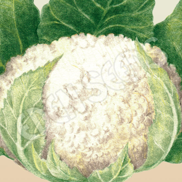 Cauliflower Phenomenal Early ~ Seed packet, Eden Seeds
