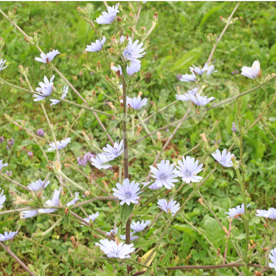 Chicory Wild ~ Seed packet, Eden Seeds