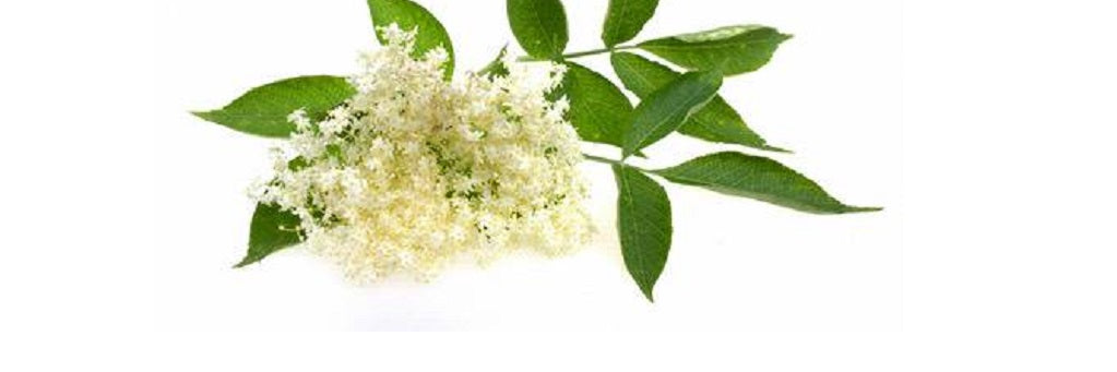 Learn About The Health Benefits And Other Uses For Lemon Myrtle Essential Oil