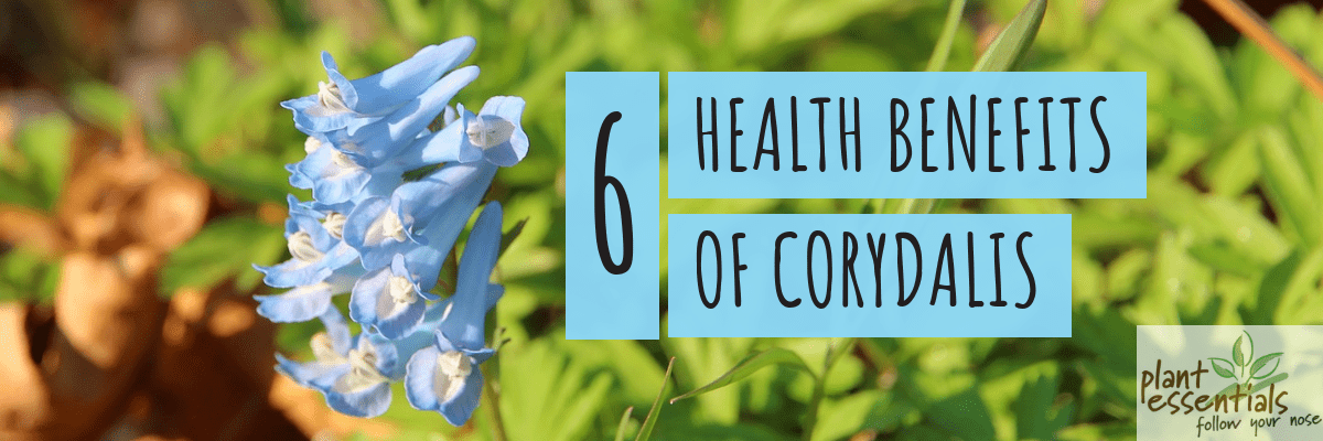 6 Health Benefits of Corydalis