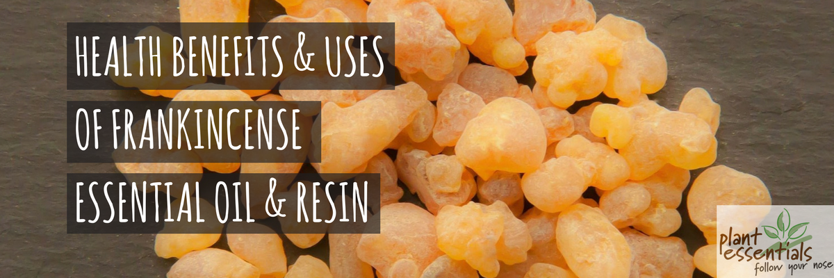 Health Benefits And Uses Of Frankincense Essential Oil And Resin