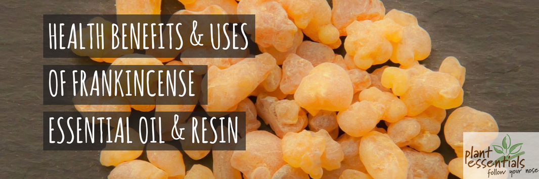 Health Benefits And Uses Of Frankincense Essential Oil And Resin ...