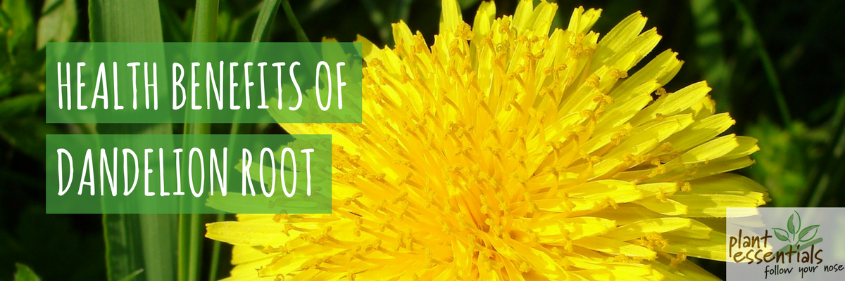 The Health Benefits Of Dandelion Root