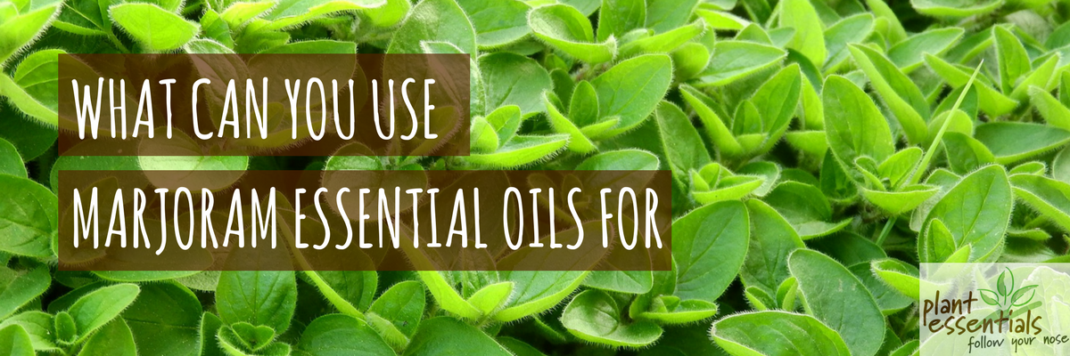What can you use Marjoram Essential Oils For?