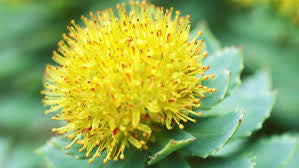 Discover The Health Benefits Of Rhodiola Root Herb