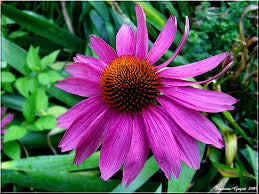 Health Benefits And Uses Of Echinacea Herb