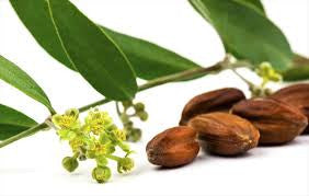 Learn About The Health Benefits And Uses Of Jojoba Oil