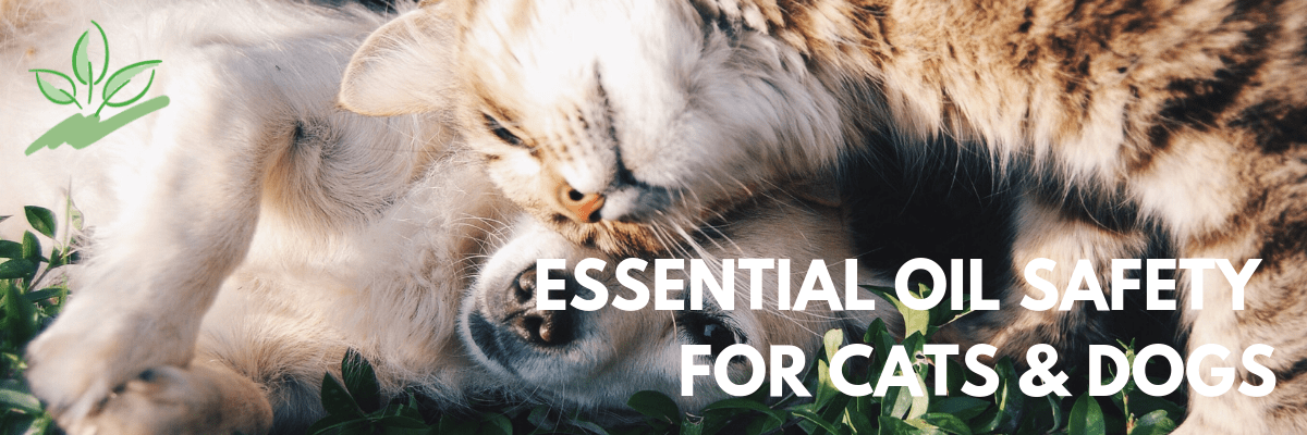 Essential oil Safety for Cats and Dogs (aka Fur Babies)