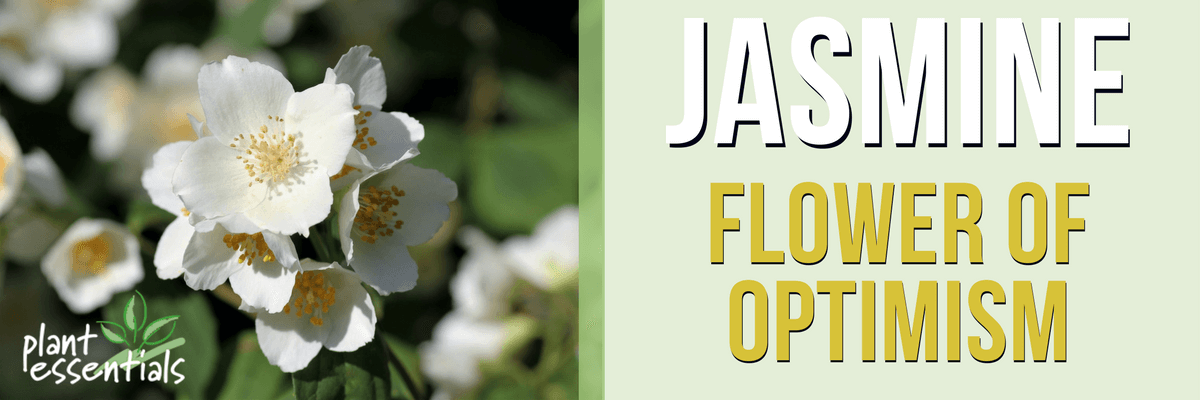 Jasmine, Flower of Optimism