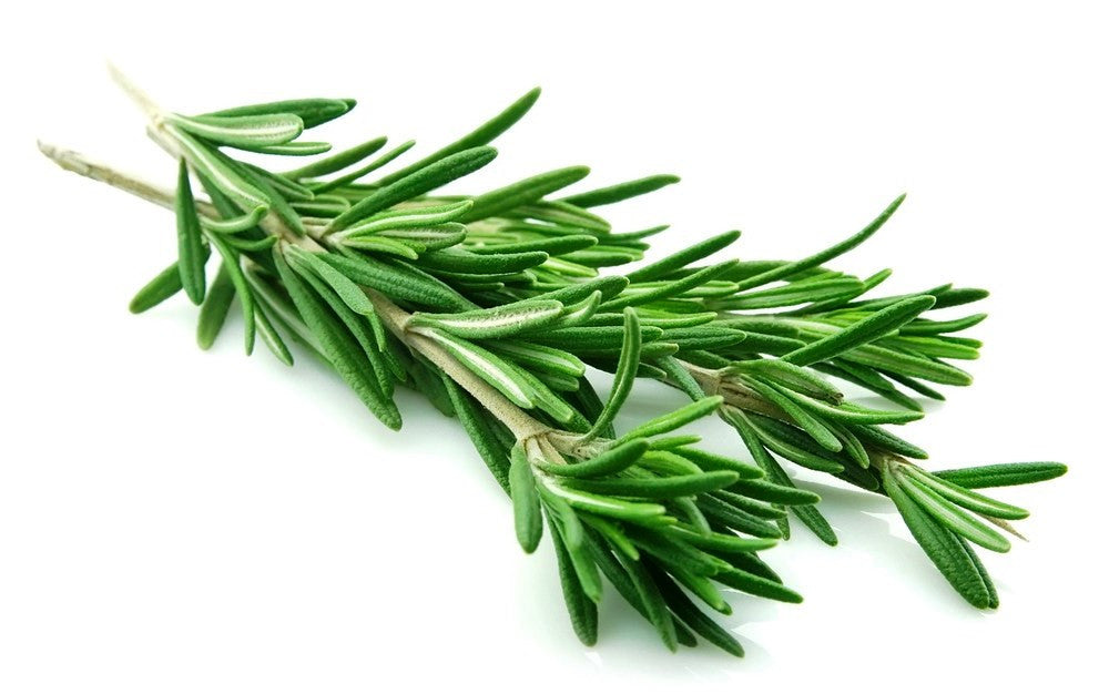 Rosemary, the memory herb & more – Plant Essentials