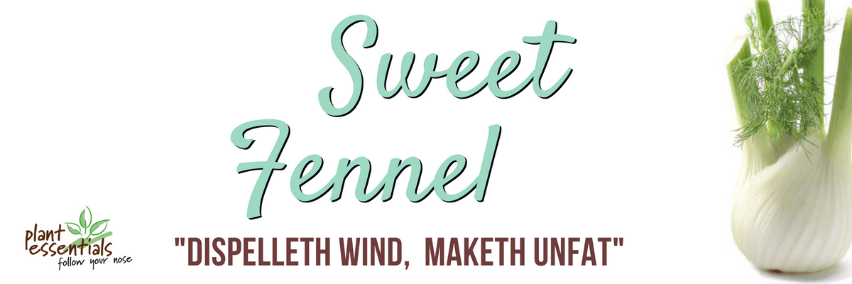 Sweet Fennel, "Dispelleth Wind, Maketh Unfat"