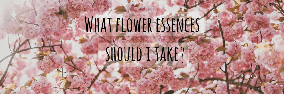 What Flower Essences Should I Take?
