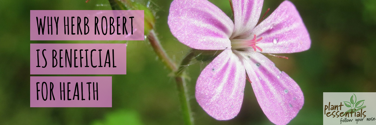 Why Herb Robert Is Beneficial For Health