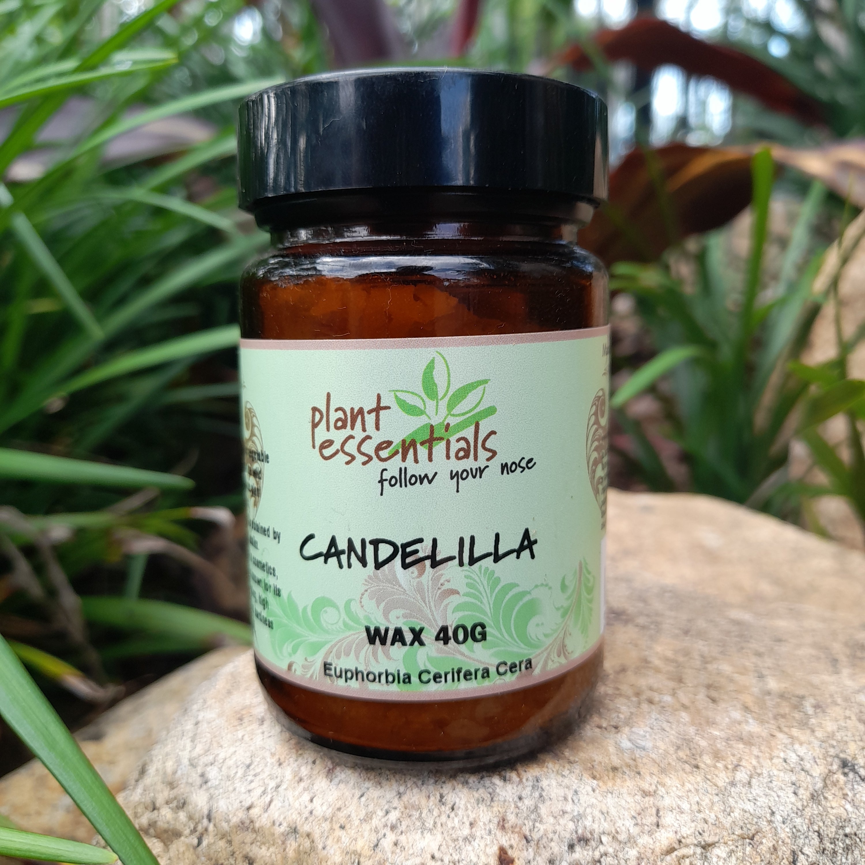 Candelilla Wax, Euphorbia Cerifera Cera