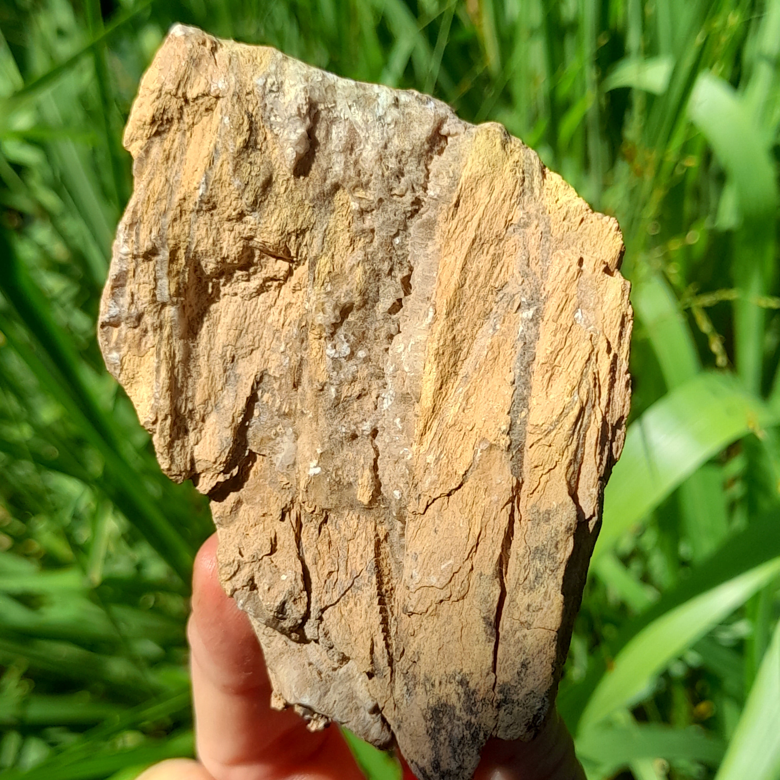 Petrified Wood, Australian