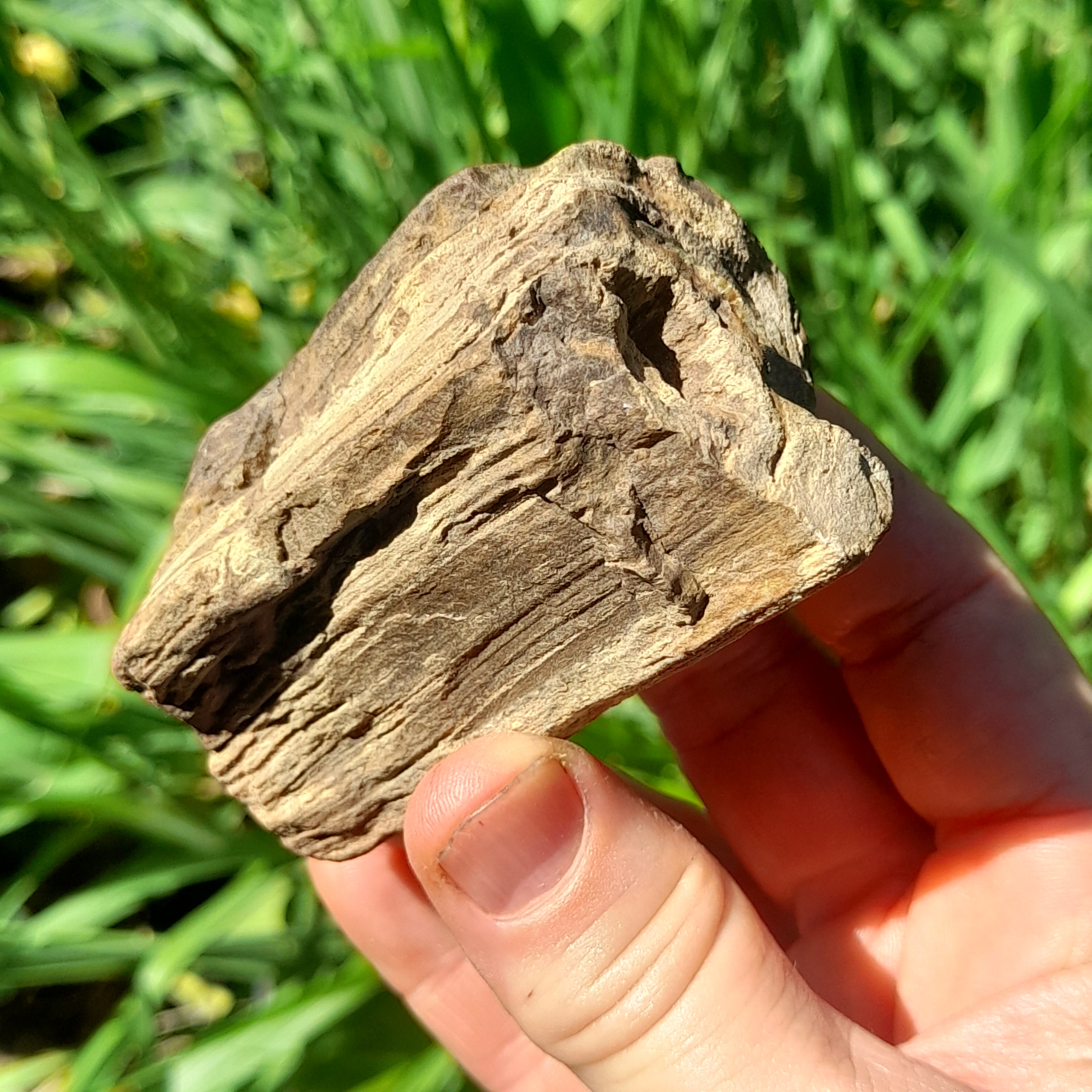 Petrified Wood, Australian