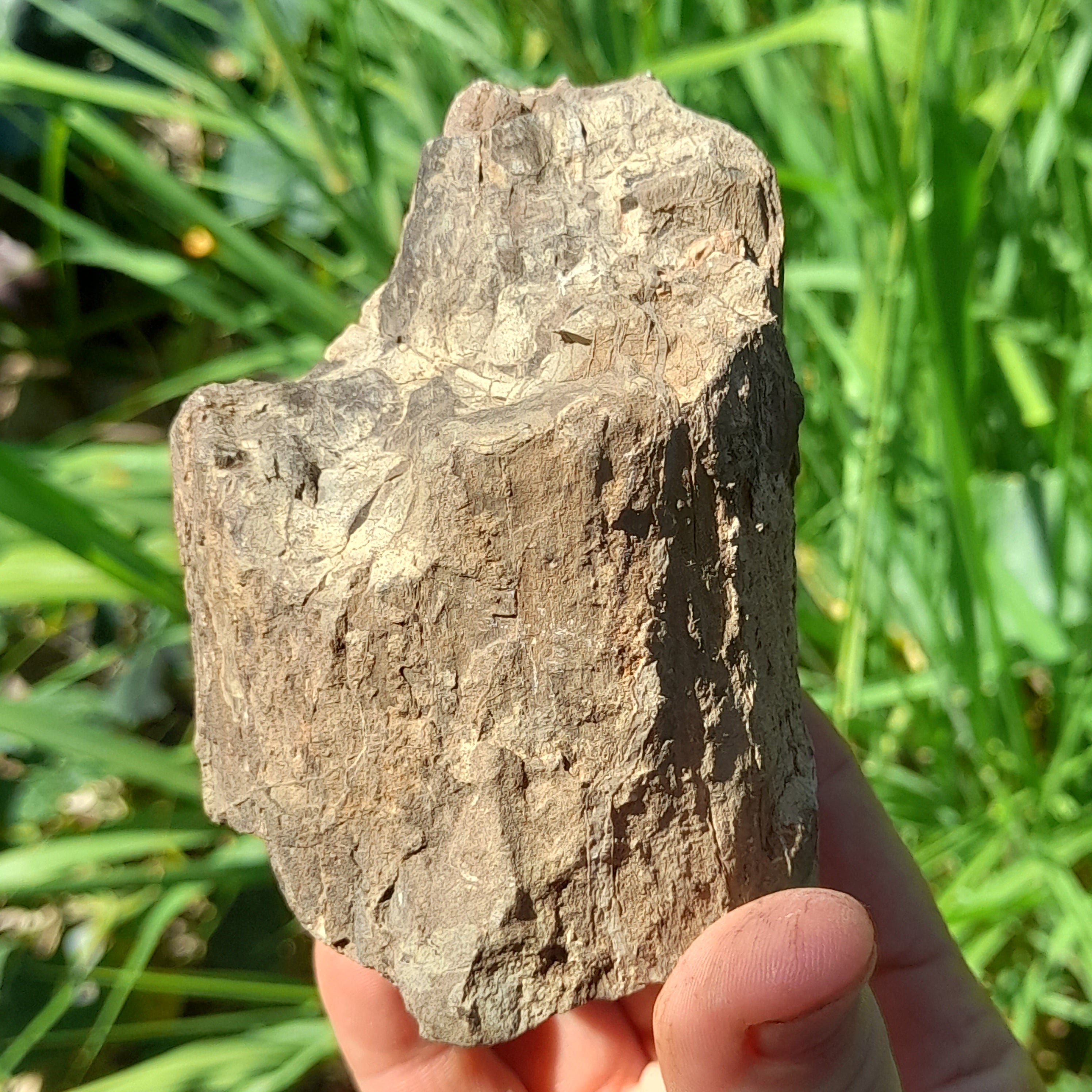 Petrified Wood, Australian