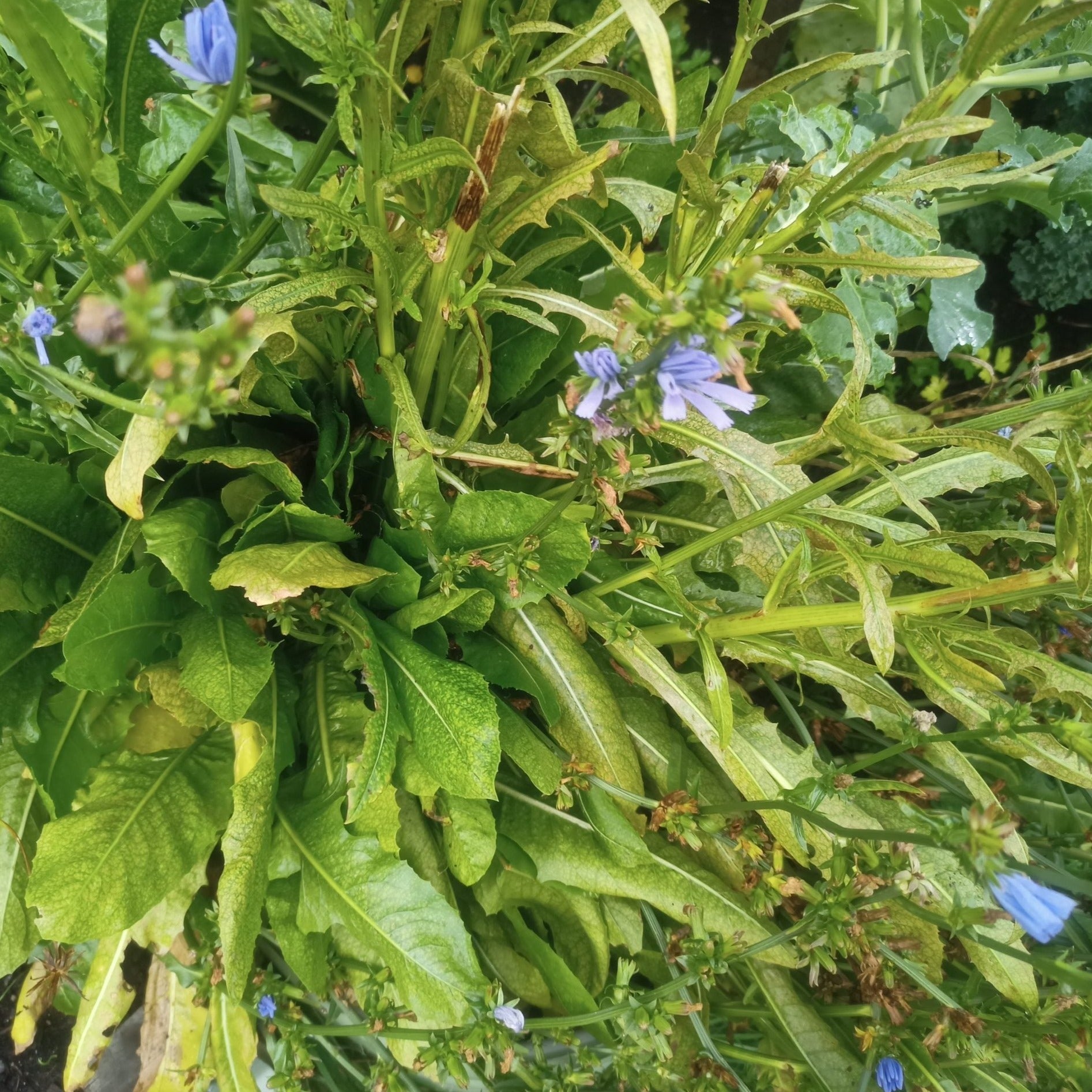 Dandelion Chicory (Catalogna) ~ Seed packet, Eden Seeds