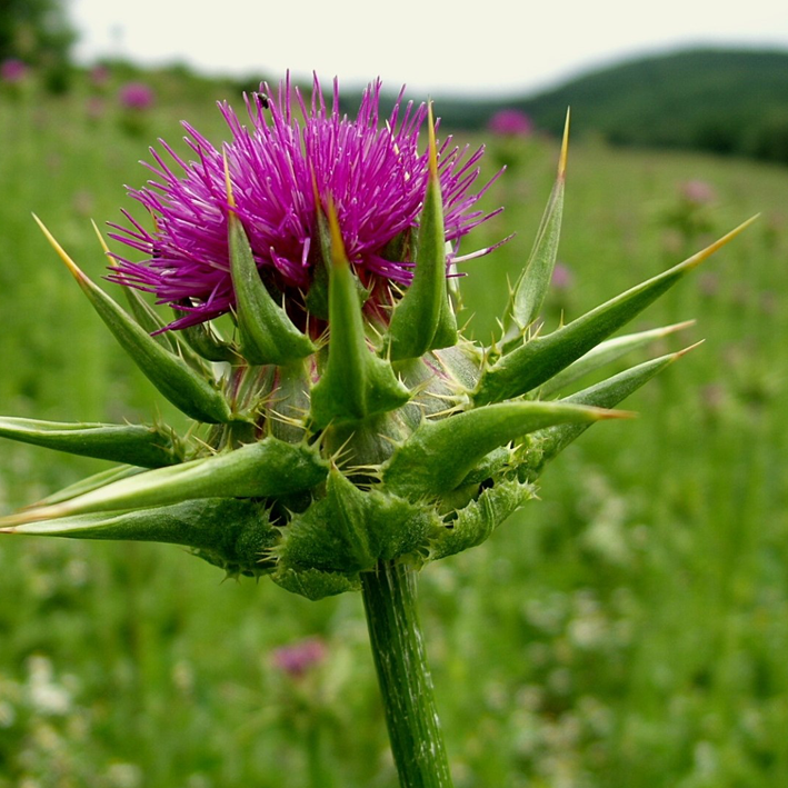 Milk Thistle (St Mary Thistle) ~ Seed packet, Eden Seeds