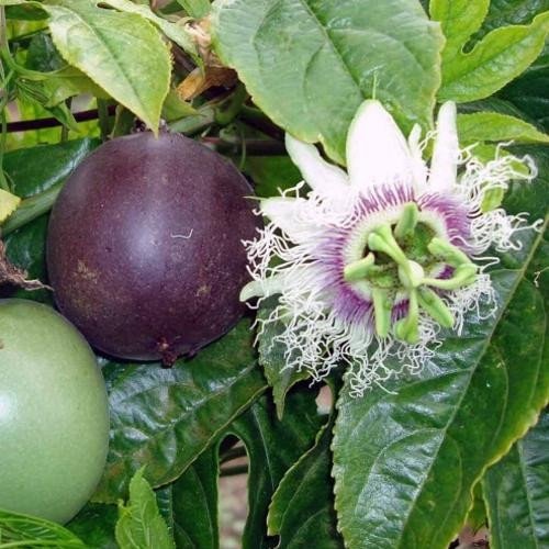 Passionfruit purple ~ Seed packet, Eden Seeds