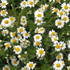 Chamomile Roman ~ Seed packet, Eden Seeds