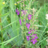 Mullein, Purple  ~ Seed packet, Eden Seeds