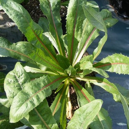 Chicory Coffee ~ Seed packet, Eden Seeds