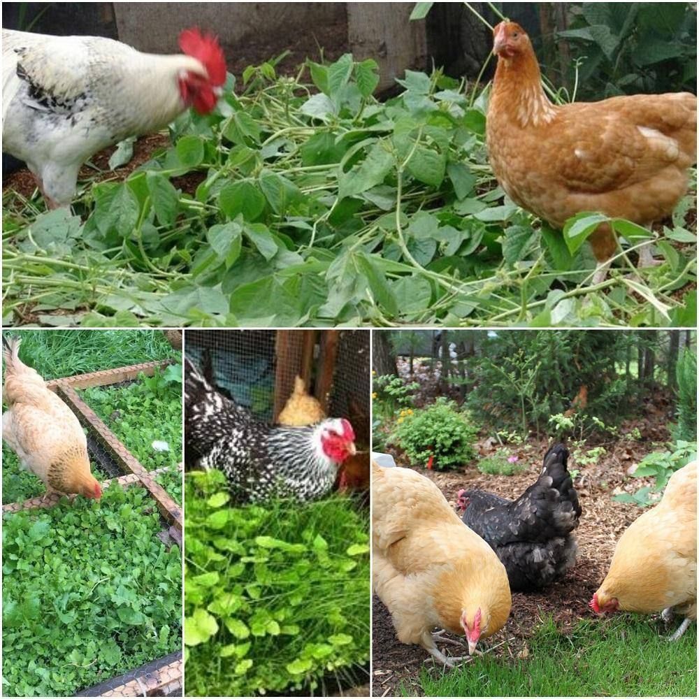 Poultry Forage Mix ~ Seed packet, Eden Seeds