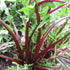 Dandelion Chicory - Red Dandelion (Red Ribbed Catalogna) ~ Seed packet, Eden Seeds