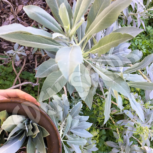 White Sage ~ Seed packet, Eden Seeds