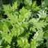 Mugwort ~ Seed packet, Eden Seeds