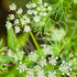 Cumin ~ Seed packet, Eden Seeds