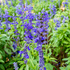 Clary Sage ~ Seed packet, Eden Seeds