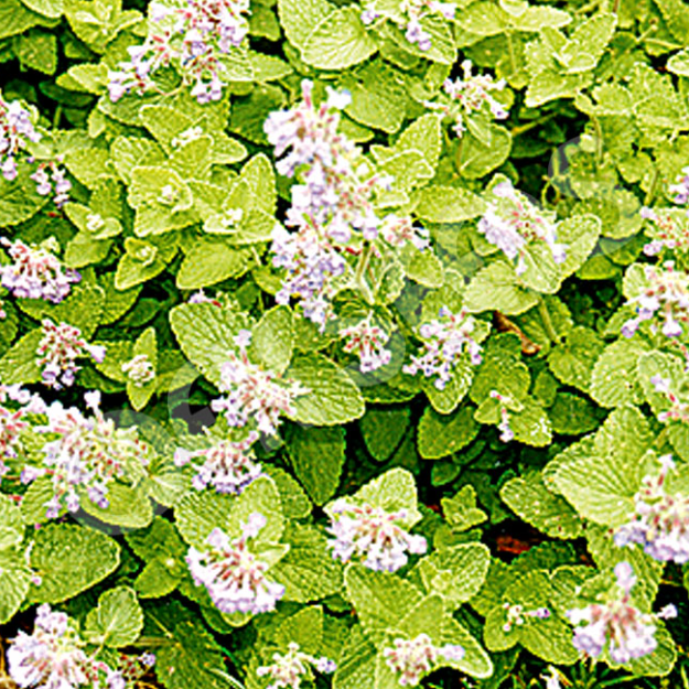 Catnip ~ Seed packet, Eden Seeds