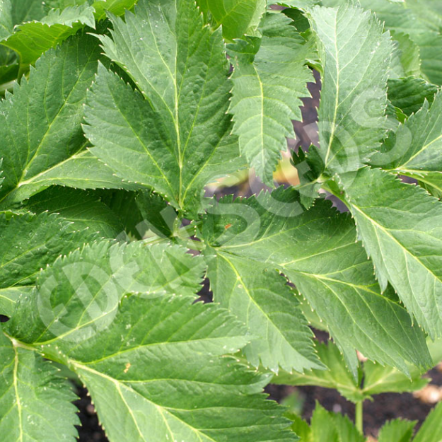 Angelica ~ Seed packet, Eden Seeds