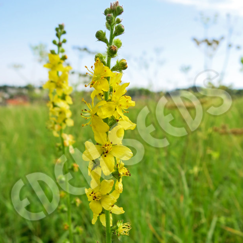 Agrimony ~ Seed packet, Eden Seeds