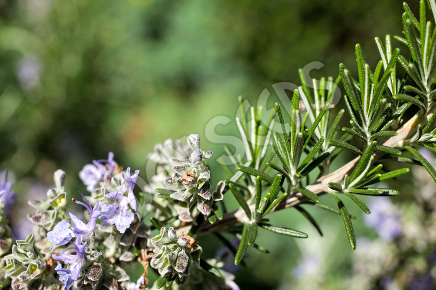 Rosemary ~ Seed packet, Eden Seeds Select Organics