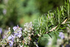 Rosemary ~ Seed packet, Eden Seeds Select Organics