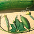 Luffa ~ Seed packet, Eden Seeds