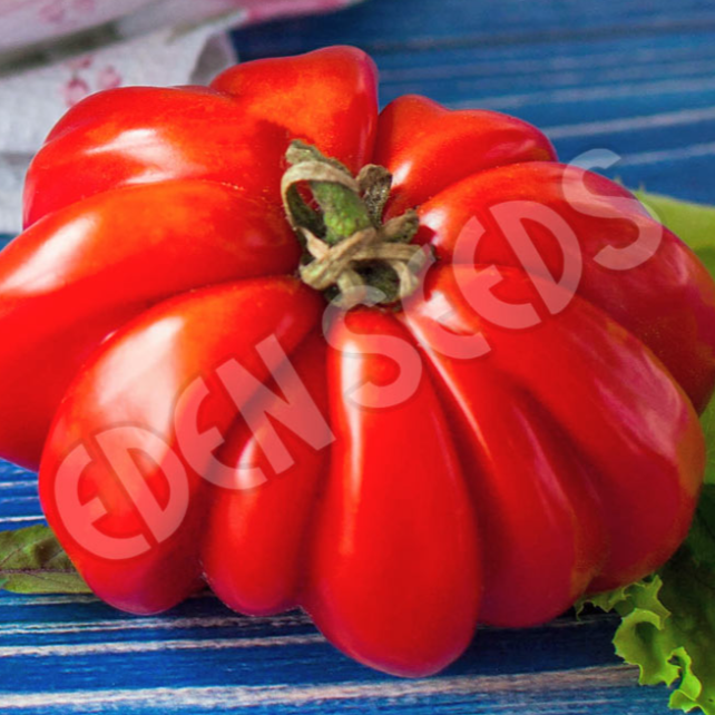 Tomato, Costoluto Fiorentino ~ Seed packet, Eden Seeds