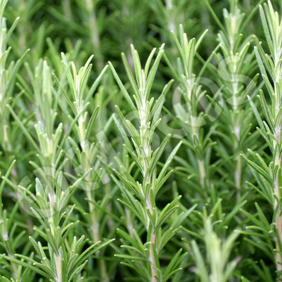 Rosemary ~ Seed packet, Eden Seeds Select Organics