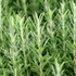 Rosemary ~ Seed packet, Eden Seeds Select Organics