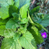 Lemon Balm ~ Seed packet, Eden Seeds